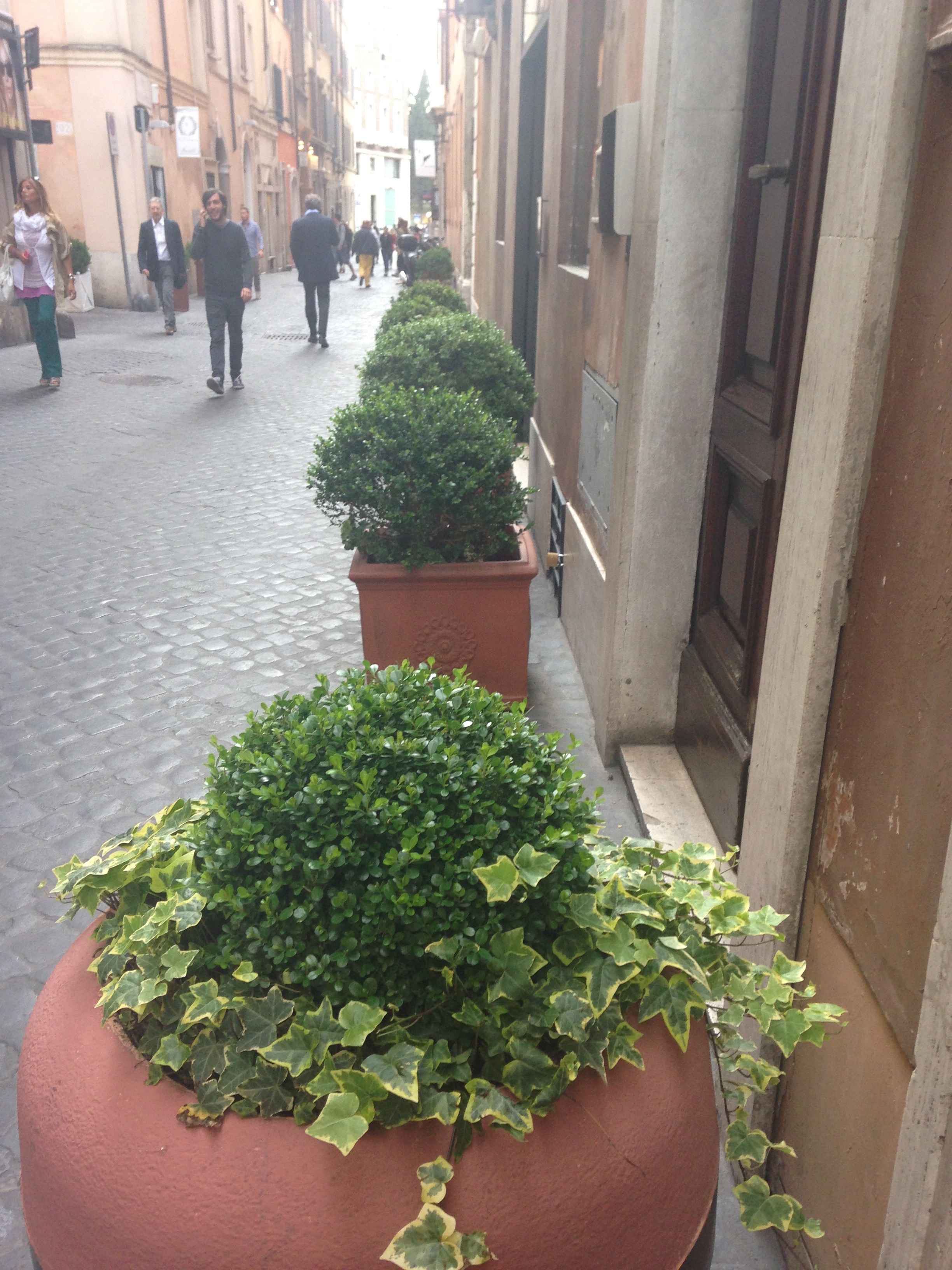 Boxwoods in a Row Rome