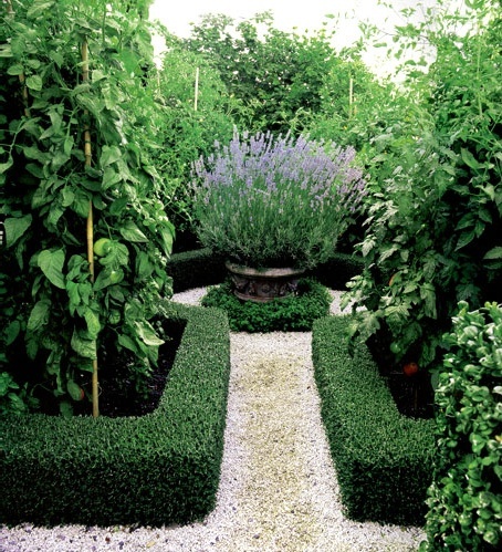 Boxwood Hedges and Lavender