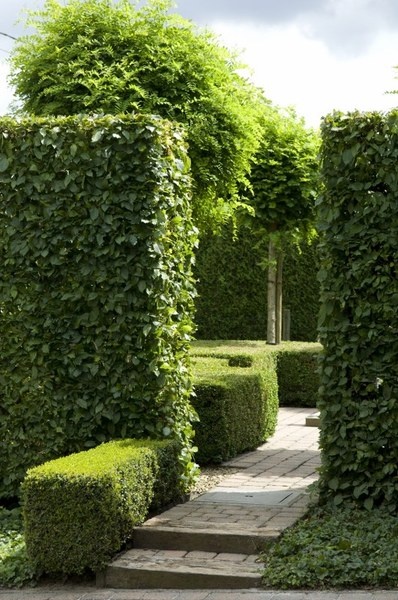 Boxwood Hedges by a Dutch Garden Company