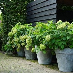 Green Potted Hydrangeas