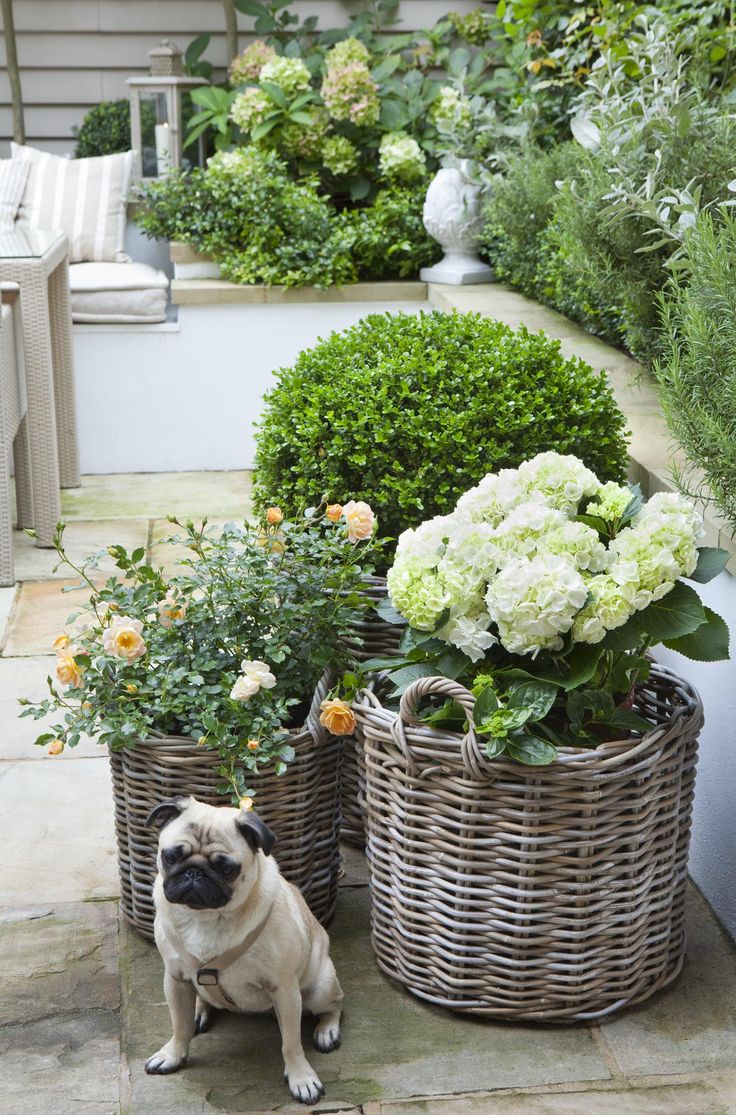 Potted Hydrangeas and Boxwoods via Claire Mee