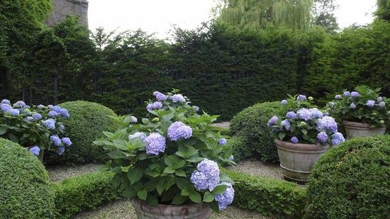 Potted Hydrangeas via The Fuller View