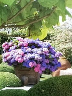 Purple Shades of Hydrangeas via Flowers Gardens Love