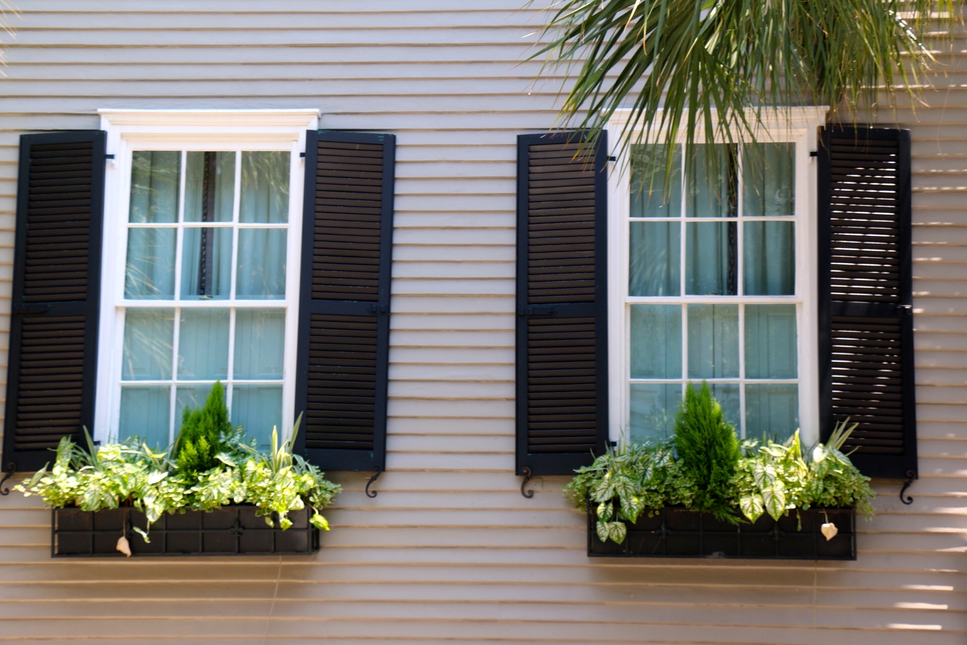 TPB Window Boxes in Charleston