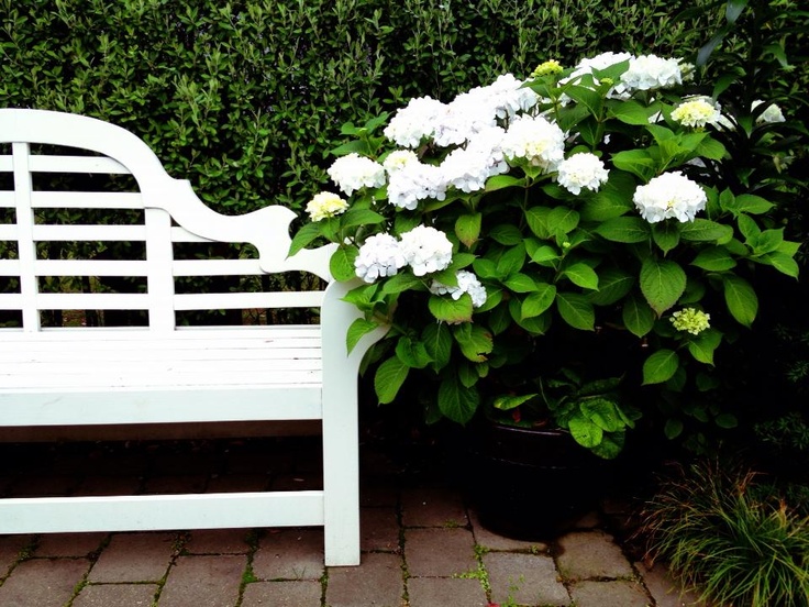 White Hydranges by a white bench via Pinterest