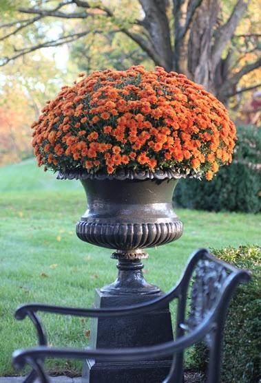 Potted Urn of Mums