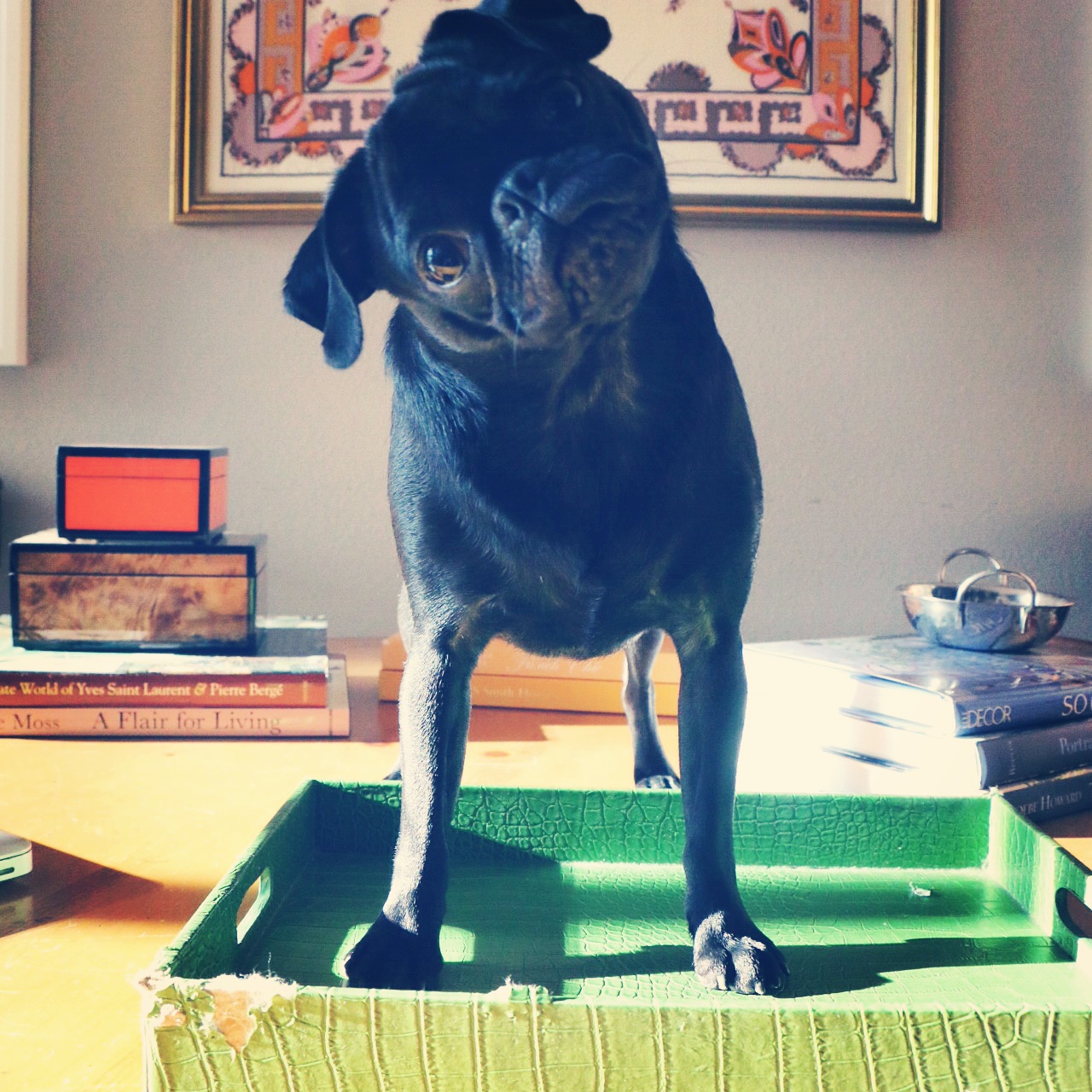 Emmie The Potted Boxwood Pug at home