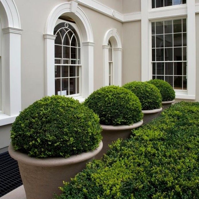 A row of potted boxwoods via Landform Consultants