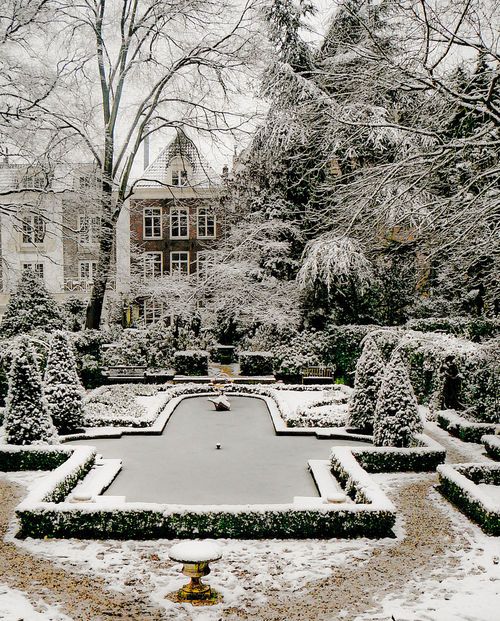 A dreamy and dreary winter garden