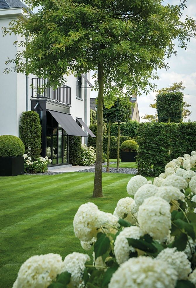 Hydrangea gardens and a fresh green lawn