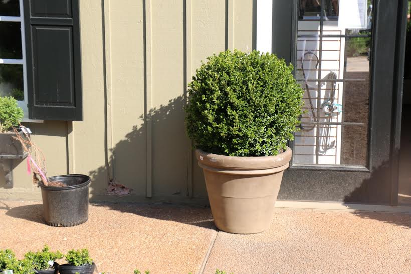 Historic Garden Week_The Potted Boxwood 50