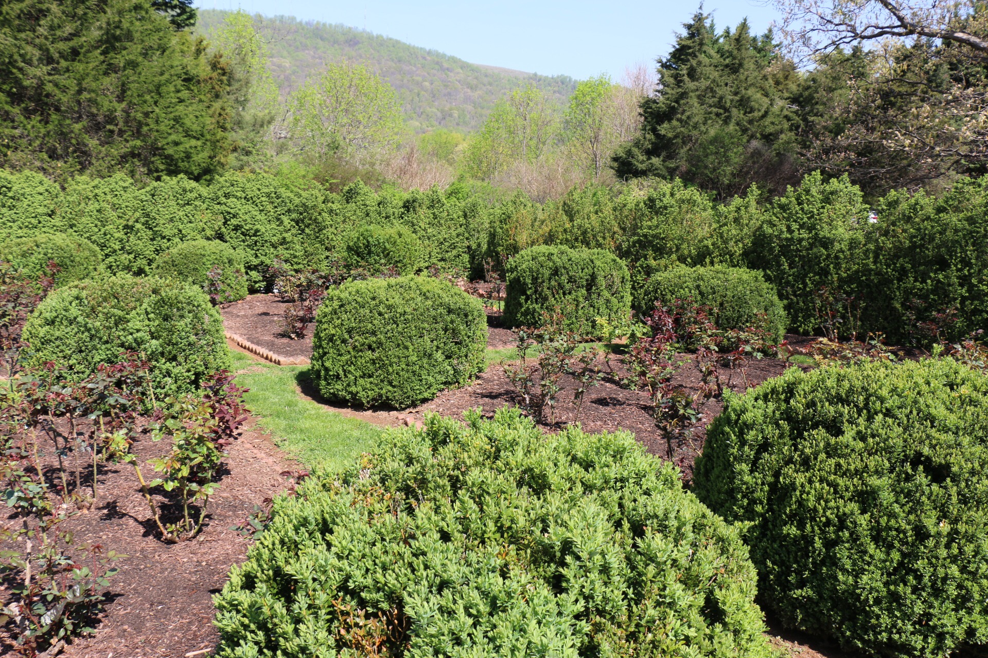 Historic Garden Week_The Potted Boxwood 9