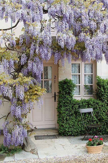 Wisteria covered home entry