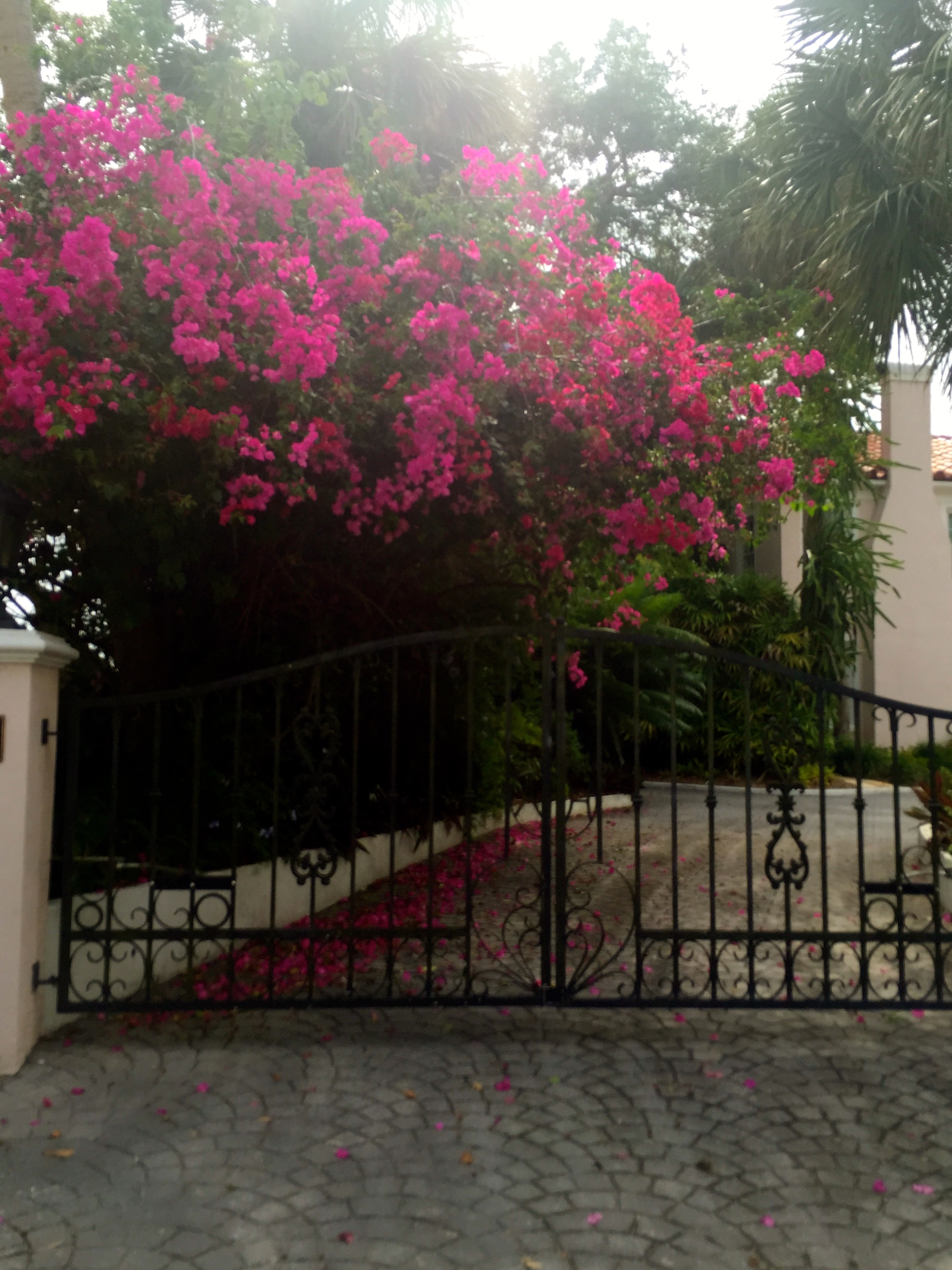 Florida bougainvillea by The Potted Boxwood. 1
