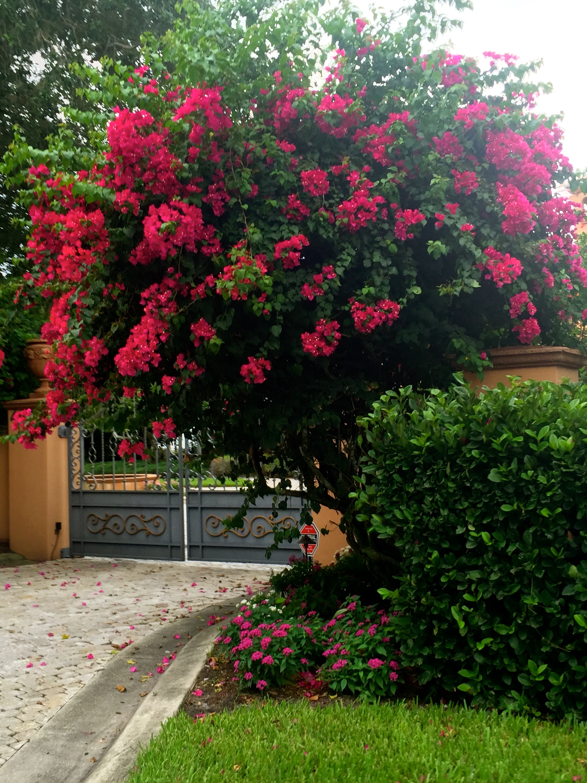 Florida bougainvillea by The Potted Boxwood. 2