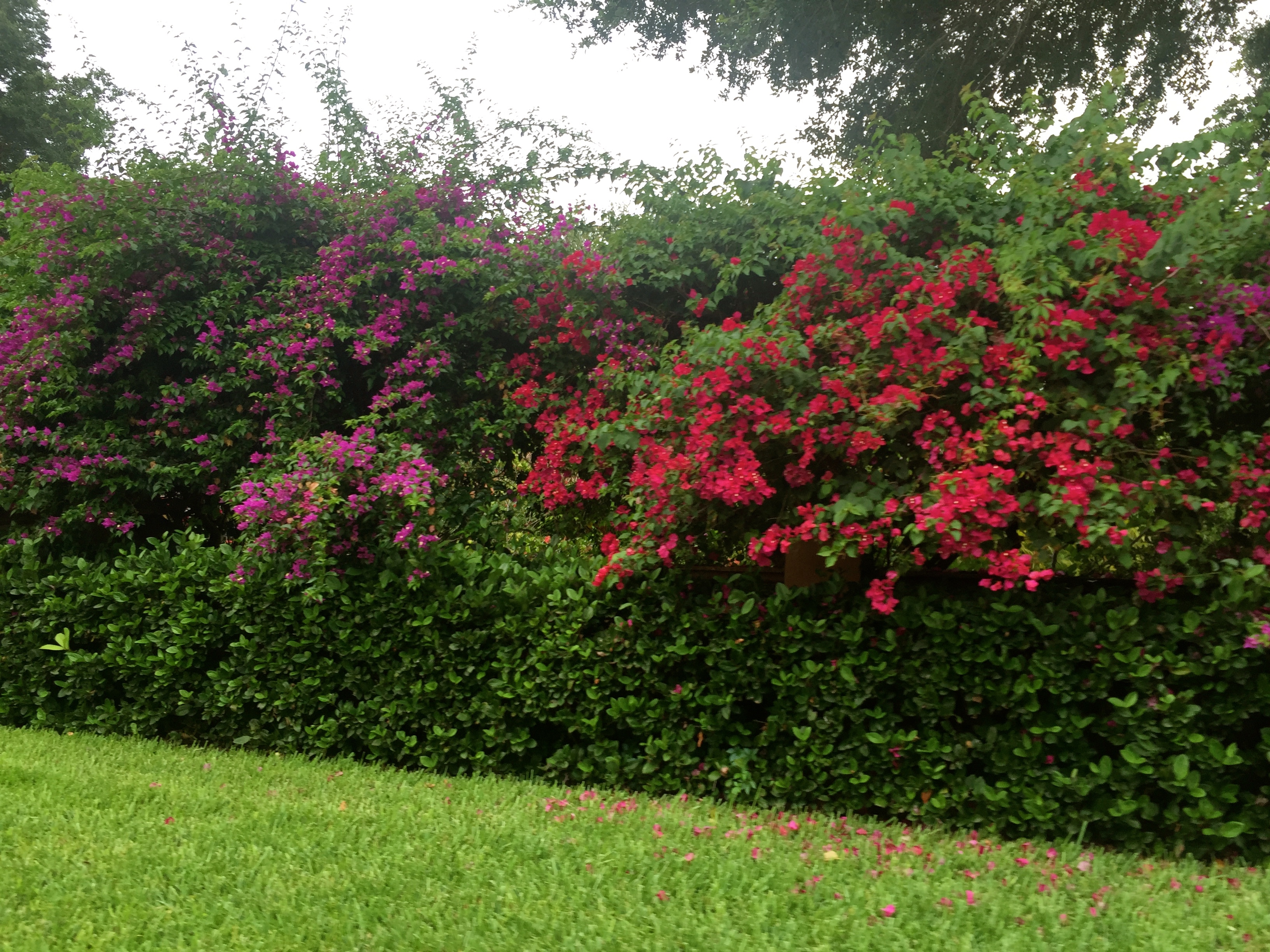 Florida bougainvillea by The Potted Boxwood. 3