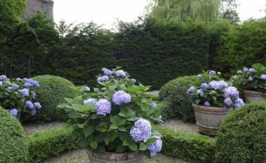 Potted-Hydrangeas-via-The-Fuller-View