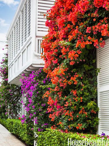 Who needs paint when you have bougainvillea?A great Palm Beach home by Mimi McMakin via House Beautiful