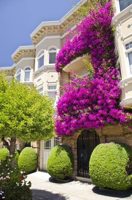 bougainvillea covering the exterior of a home via House Beautiful