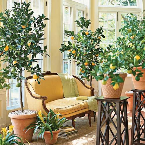 Potted Citrus indoors via Southern Accents