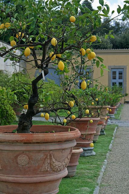 Potted lemon trees in a row