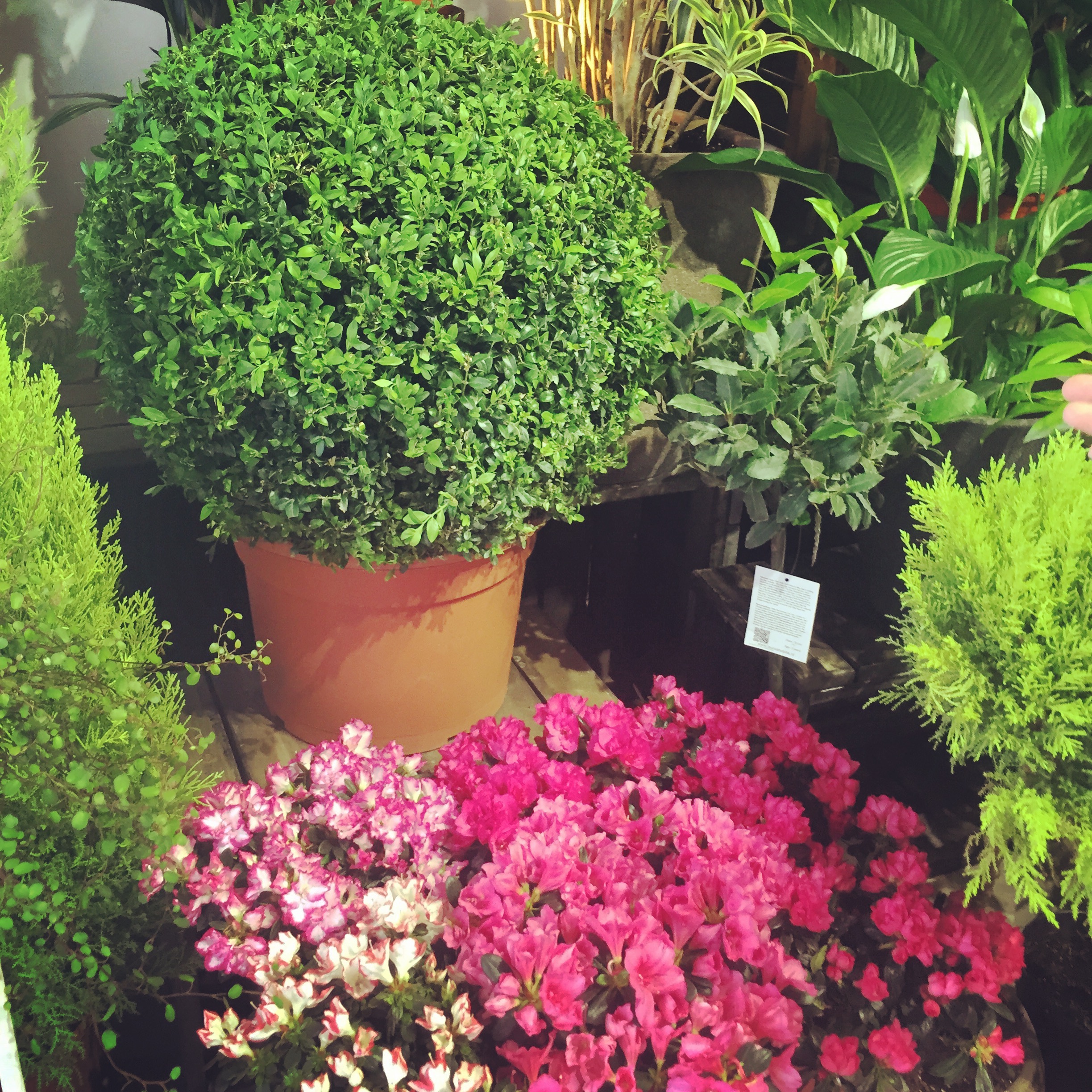 The Flower District in Hong Kong via The Potted Boxwood 8