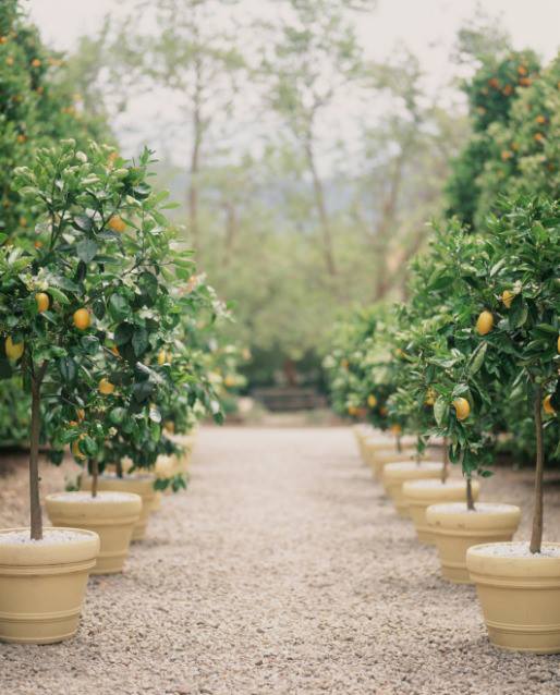 alley of potted lemon trees