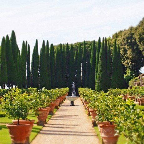potted orange trees and cypress via AD