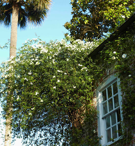 Charleston Garden via Traditional Home 6