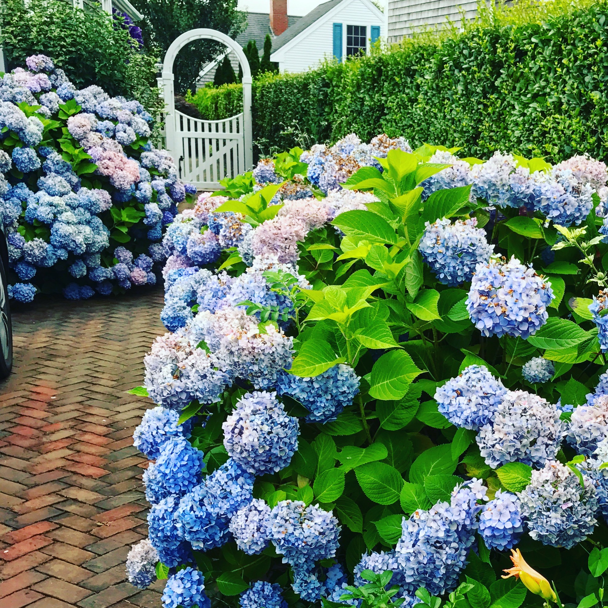 Nantucket home photo by christina dandar for The Potted Boxwood 21